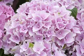 Hydrangea macrophylla (Hortensia) - afbeelding 18