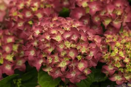 Hydrangea macrophylla (Hortensia) - afbeelding 20