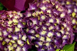 Hydrangea macrophylla (Hortensia) - afbeelding 22