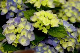Hydrangea macrophylla (Hortensia) - afbeelding 25