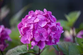Hydrangea macrophylla (Hortensia) - afbeelding 26