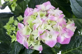 Hydrangea macrophylla (Hortensia) - afbeelding 30