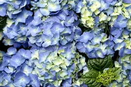 Hydrangea macrophylla (Hortensia) - afbeelding 35