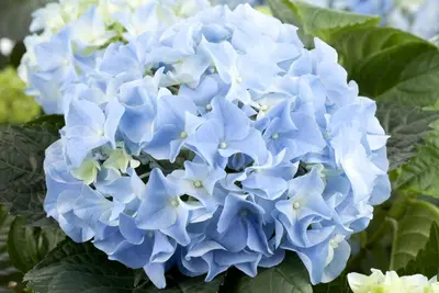 Hydrangea macrophylla (Hortensia) - afbeelding 49