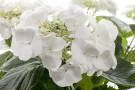 Hydrangea macrophylla (Hortensia) - afbeelding 54