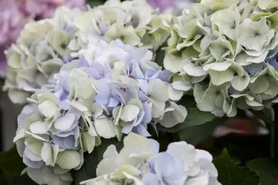 Hydrangea macrophylla (Hortensia) - afbeelding 61