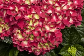 Hydrangea macrophylla (Hortensia) - afbeelding 65