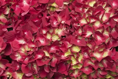 Hydrangea macrophylla (Hortensia) - afbeelding 66
