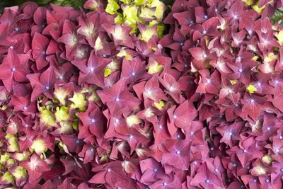 Hydrangea macrophylla (Hortensia) - afbeelding 68