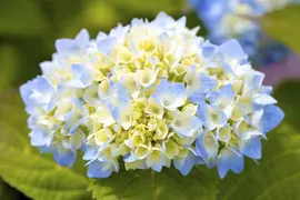 Hydrangea macrophylla (Hortensia) - afbeelding 83