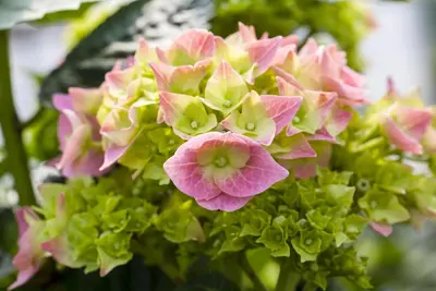 Hydrangea macrophylla (Hortensia) - afbeelding 89