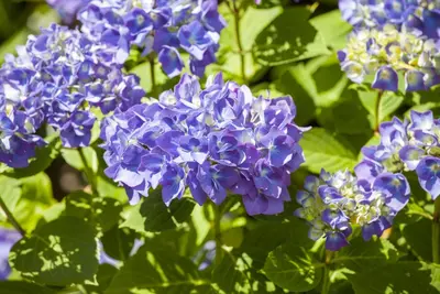 Hydrangea macrophylla (Hortensia) - afbeelding 93
