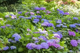 Hydrangea macrophylla (Hortensia) - afbeelding 94