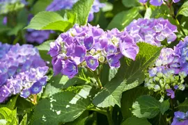 Hydrangea macrophylla (Hortensia) - afbeelding 96