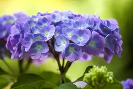 Hydrangea macrophylla (Hortensia) - afbeelding 98