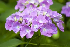 Hydrangea macrophylla (Hortensia) - afbeelding 99