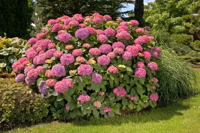 Hydrangea macrophylla (Hortensia) - afbeelding 100