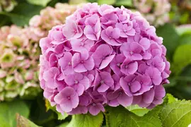 Hydrangea macrophylla (Hortensia) - afbeelding 102