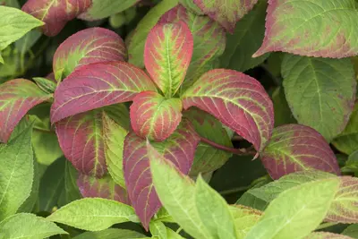 Hydrangea macrophylla (Hortensia) - afbeelding 108