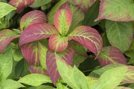 Hydrangea macrophylla (Hortensia) - afbeelding 108