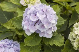 Hydrangea macrophylla (Hortensia) - afbeelding 109