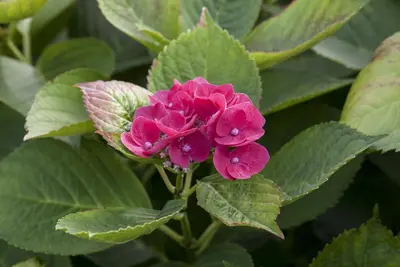 Hydrangea macrophylla (Hortensia) - afbeelding 113