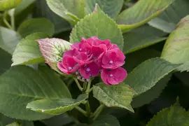 Hydrangea macrophylla (Hortensia) - afbeelding 113