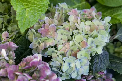 Hydrangea macrophylla (Hortensia) - afbeelding 118