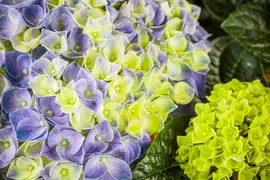 Hydrangea macrophylla (Hortensia) - afbeelding 125
