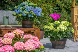 Hydrangea macrophylla (Hortensia) - afbeelding 135