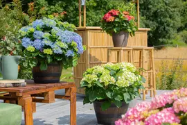 Hydrangea macrophylla (Hortensia) - afbeelding 136