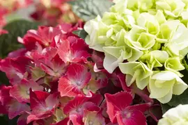 Hydrangea macrophylla (Hortensia) - afbeelding 138