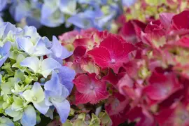 Hydrangea macrophylla (Hortensia) - afbeelding 139