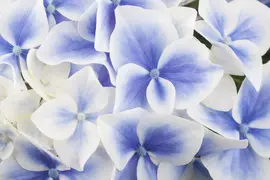 Hydrangea macrophylla (Hortensia) - afbeelding 7