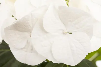 Hydrangea macrophylla (Hortensia) - afbeelding 11