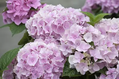 Hydrangea macrophylla (Hortensia) - afbeelding 16