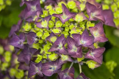Hydrangea macrophylla (Hortensia) - afbeelding 24