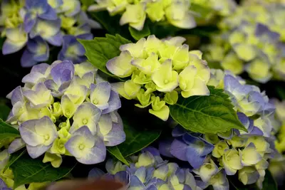 Hydrangea macrophylla (Hortensia) - afbeelding 25