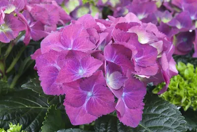 Hydrangea macrophylla (Hortensia) - afbeelding 31