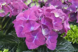 Hydrangea macrophylla (Hortensia) - afbeelding 31