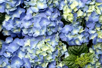 Hydrangea macrophylla (Hortensia) - afbeelding 35