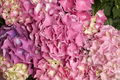 Hydrangea macrophylla (Hortensia) - afbeelding 37