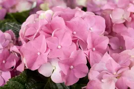 Hydrangea macrophylla (Hortensia) - afbeelding 50