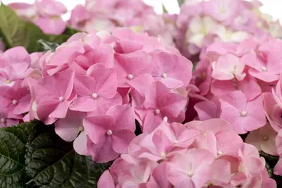 Hydrangea macrophylla (Hortensia) - afbeelding 52
