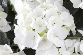 Hydrangea macrophylla (Hortensia) - afbeelding 58