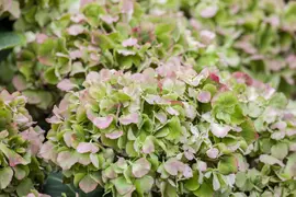 Hydrangea macrophylla (Hortensia) - afbeelding 59