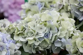 Hydrangea macrophylla (Hortensia) - afbeelding 60