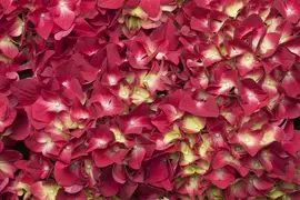 Hydrangea macrophylla (Hortensia) - afbeelding 66