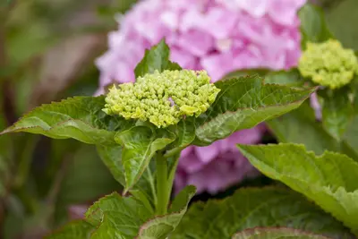 Hydrangea macrophylla (Hortensia) - afbeelding 82