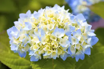 Hydrangea macrophylla (Hortensia) - afbeelding 83